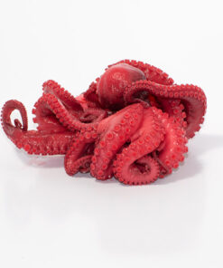 Pulpo de 1 kg.